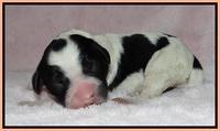 Dawn Rugby pups newborn 211