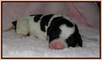 Dawn Rugby pups newborn 221