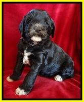 Dawn Rugby pups 4 wks old 301