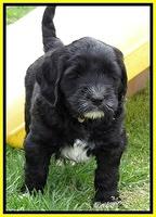 Dawn Rugby pups 6 wks old 491
