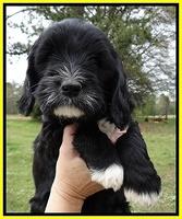 Dawn Rugby pups 7 wks old 231