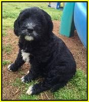 Dawn Rugby pups 7 wks old 29100