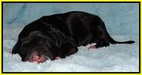 Dawn Rugby pups newborn 231