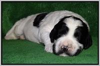 Dawn Rugby pups 2 wks old 291