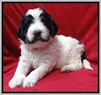 Dawn Rugby pups 4 wks old 311