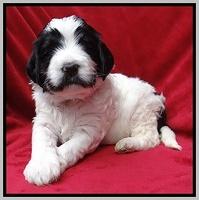 Dawn Rugby pups 4 wks old 321