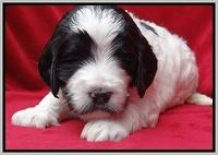 Dawn Rugby pups 4 wks old 331