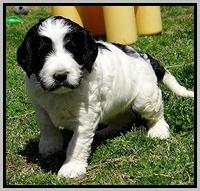 Dawn Rugby pups 5 wks old 591