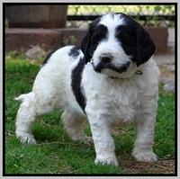 Dawn Rugby pups 5 wks old 601