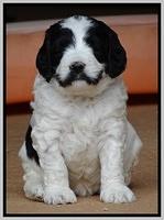 Dawn Rugby pups 5 wks old 621