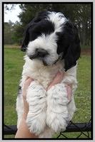 Dawn Rugby pups 7 wks old 261