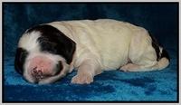 Dawn Rugby pups one week old 241