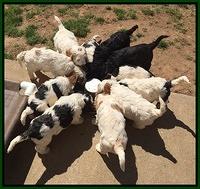 Dawn Rugby pups 6 wks old 11