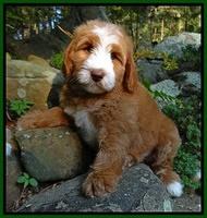 Individual puppy photo gallery