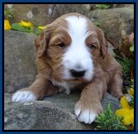 Dulcie Tug pups 3 wks old 2100