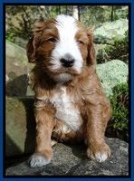 Dulcie Tug pups 4 wks old 21