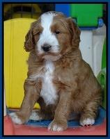 Dulcie Tug pups 5 wks old 21