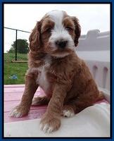 Dulcie Tug pups 5 wks old 31