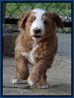 Dulcie Tug pups 6 wks old 51