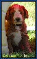 Dulcie Tug pups 6 wks old 61