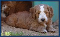 Dulcie Tug pups 7 wks old 11