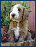 Dulcie Tug pups 7 wks old 31