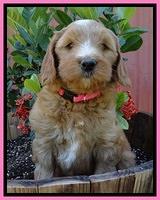 Dulcie Tug pups 7 wks old 51
