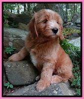 Dulcie Tug pups 8 wks old 12
