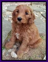 Dulcie Tug pups 7 wks old 101