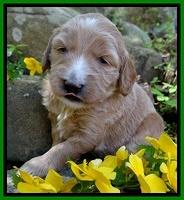 Dulcie Tug pups 3 wks old 11100