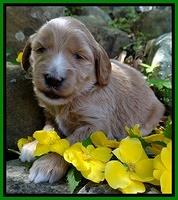 Dulcie Tug pups 3 wks old 12100