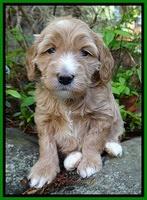 Dulcie Tug pups 4 wks old 111