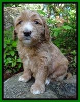 Dulcie Tug pups 4 wks old 121
