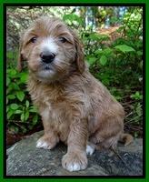 Dulcie Tug pups 4 wks old 131