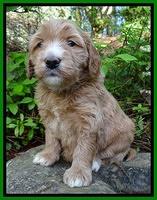 Dulcie Tug pups 4 wks old 141
