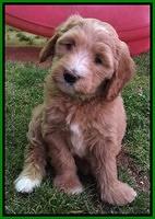 Dulcie Tug pups 7 wks old 171