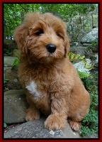 Vaughn family: TUG
