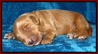 Dulcie Tug pups 1 week old 131