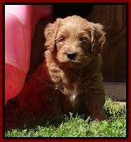 Dulcie Tug pups 6 wks old 231