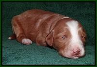 Dulcie Tug pups 2 wks old 161