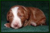 Dulcie Tug pups 2 wks old 181