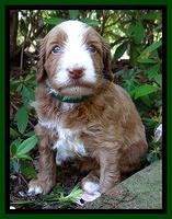 Dulcie Tug pups 4 wks old 201