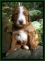 Dulcie Tug pups 4 wks old 211