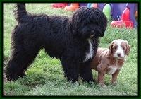 Dulcie Tug pups 5 wks old 28 200