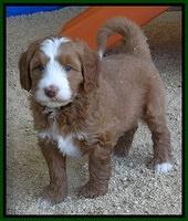 Dulcie Tug pups 6 wks old 281