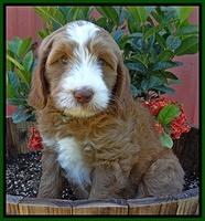 Dulcie Tug pups 7 wks old 171