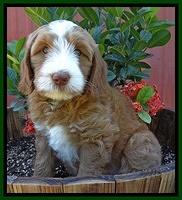 Dulcie Tug pups 7 wks old 181