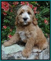 Robertson Family: Baily