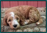 Dulcie Tug pups 7 wks old 271
