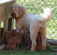 Dulcie Tug pups 6 wks old 441